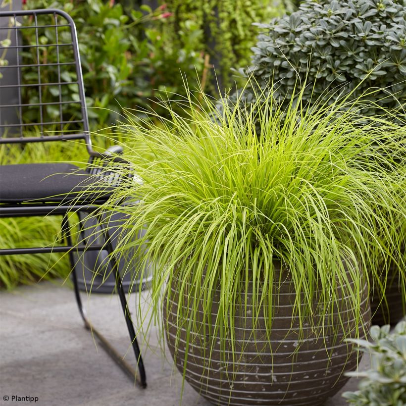 Pennisetum alopecuroides Lumen Gold (Plant habit)