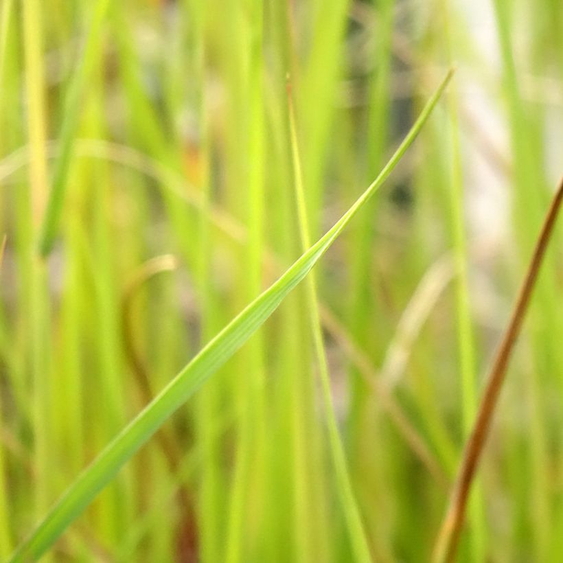 Pennisetum macrourum (Foliage)