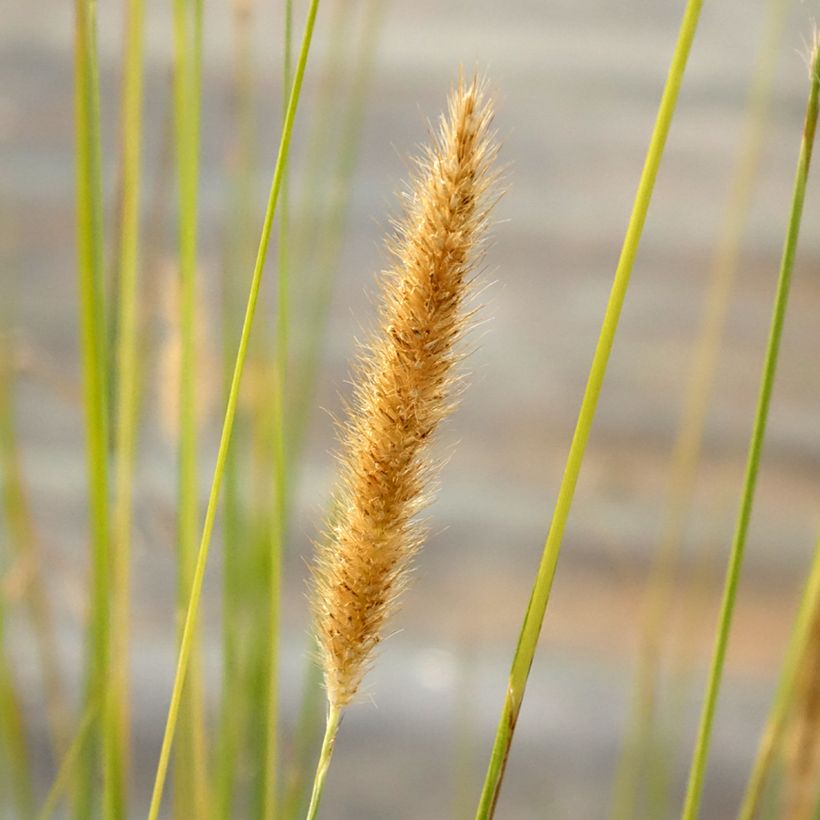 Pennisetum macrourum (Flowering)