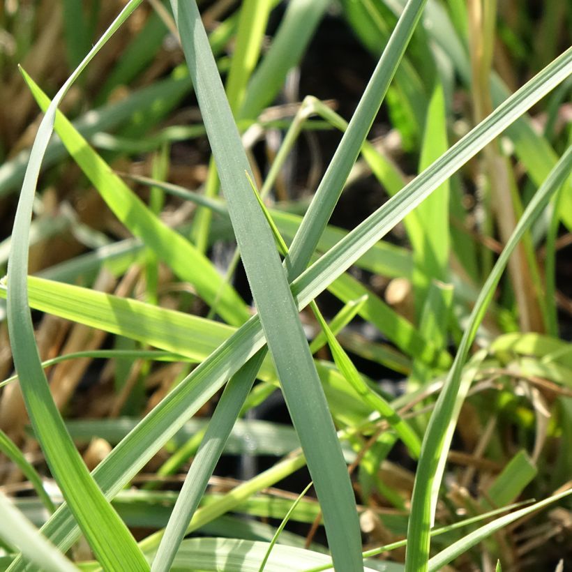 Pennisetum macrourum White Lancer (Fogliame)