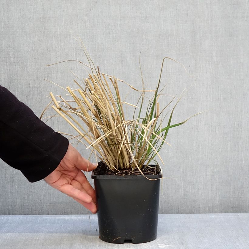 Pennisetum macrourum White Lancer Vaso da 1,5L/2L esemplare consegnato in inverno