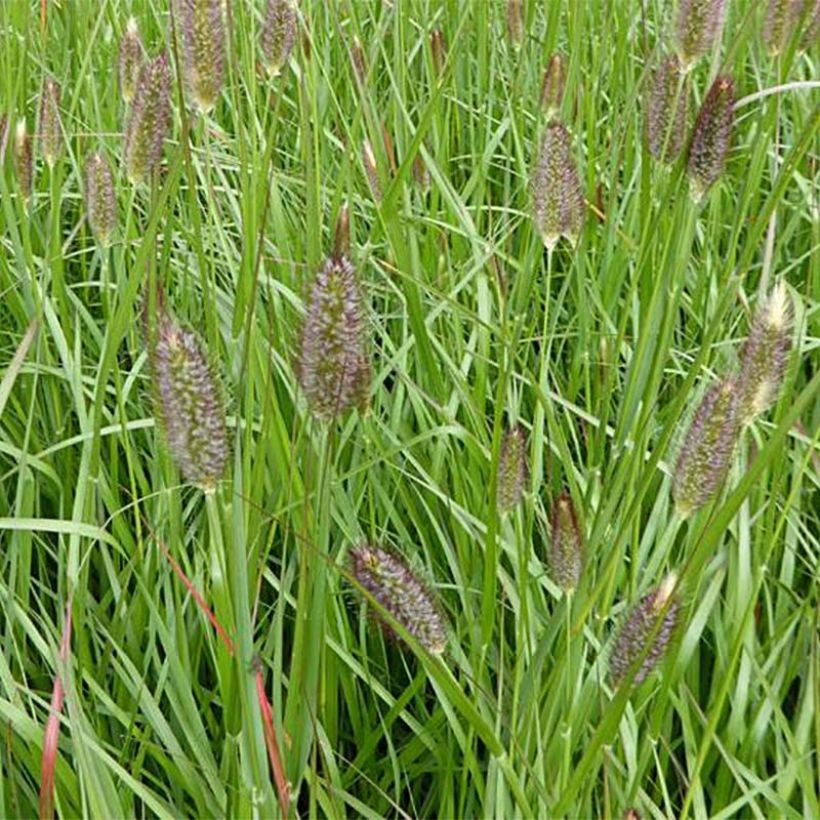 Pennisetum massaicum Red Bunny Tail (Fioritura)