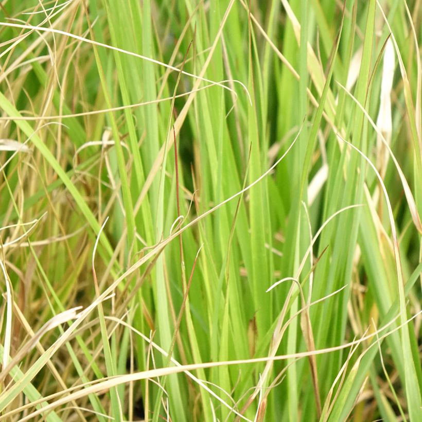 Pennisetum massaicum Red Button (Foliage)