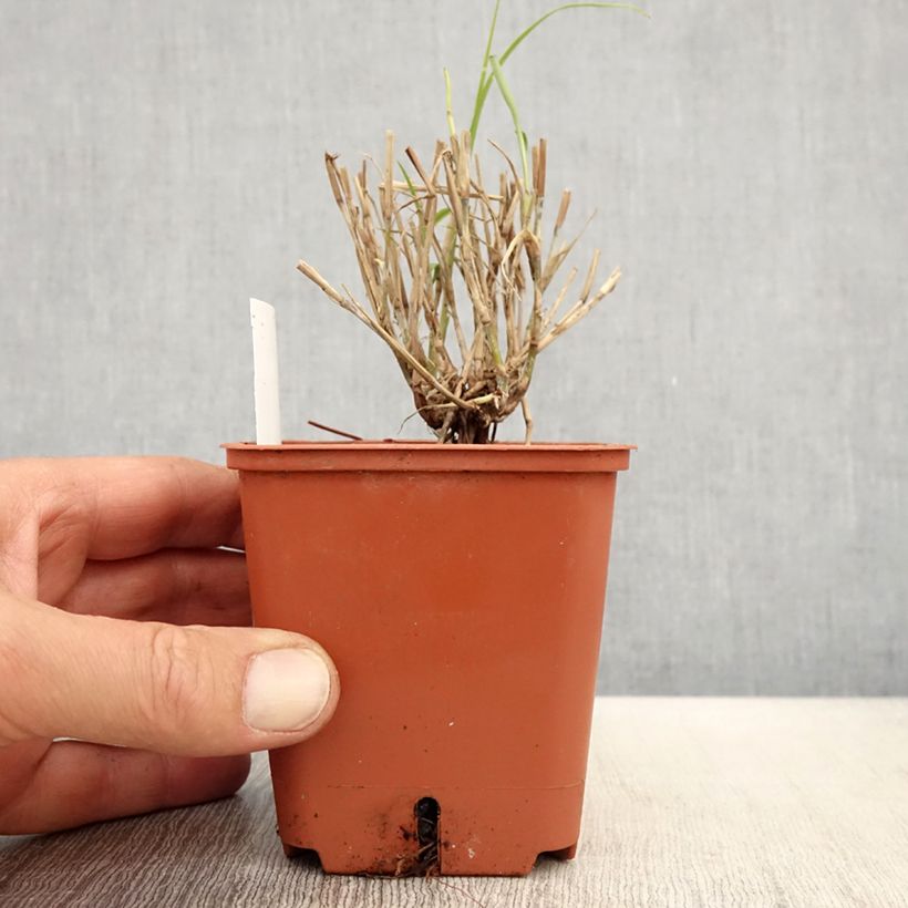 Pennisetum orientale JS Dance With Me Vasetto da 8/9 cm esemplare consegnato in primavera