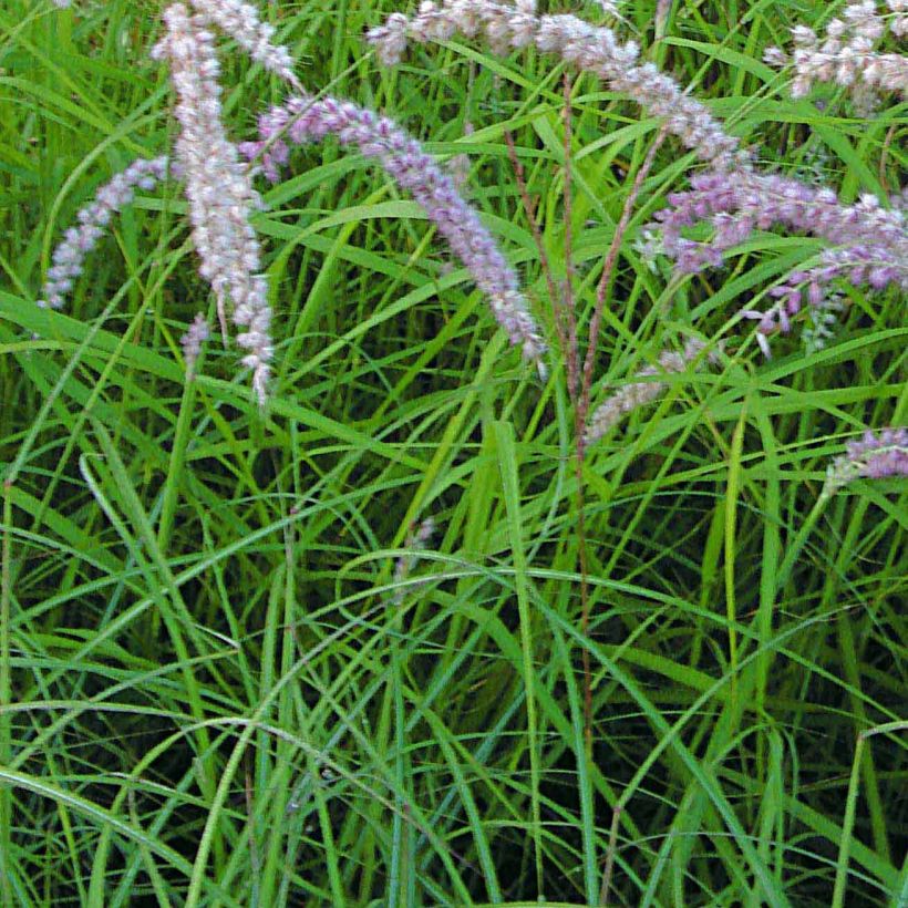 Pennisetum orientale Tall Tails (Foliage)