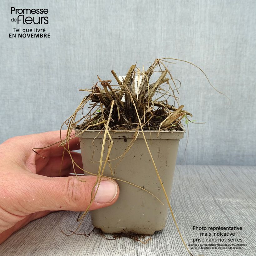 Esemplare di Pennisetum thunbergii Vasetto da 8/9 cm come consegnato in autunno