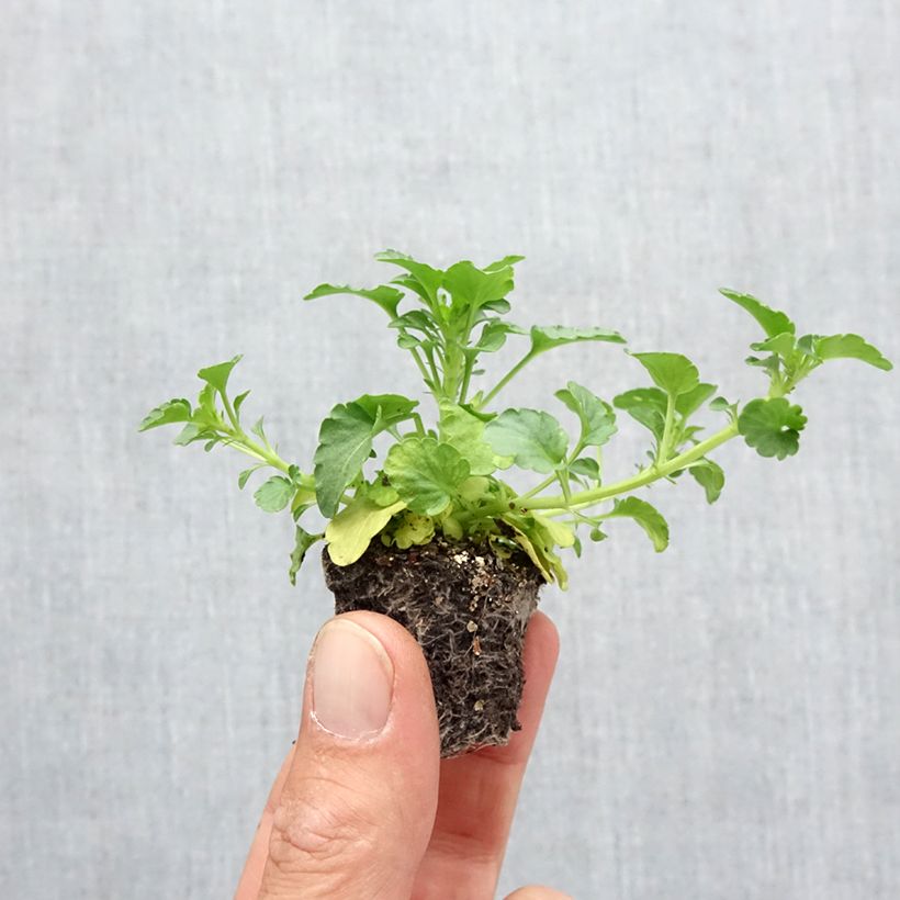 Esemplare di Viola Ultima Radiance F1 Mix Mini zolla: zolla da 2,2 cm x 2 cm in vassoio di coltivazione da 35 pezzi come consegnato in autunno