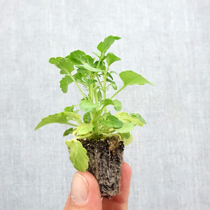 Esemplare di Viola Frizzle F1 Burgundy Jardimotte: zolla da 3,8 cm x 3,2 cm in vassoio da 16 pezzi. come consegnato in autunno