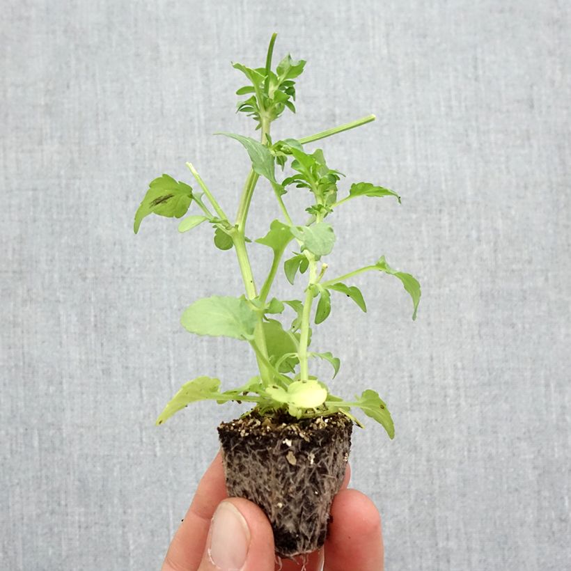 Esemplare di Viola F1 Fizzy Lemonberry Jardimotte: zolla da 3,8 cm x 3,2 cm in vassoio da 16 pezzi. come consegnato in autunno