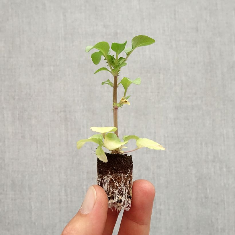 Example of Viola Ruffles Purple White Rim Mini zolla Ø 1,5/2,5 cm as you get in automne