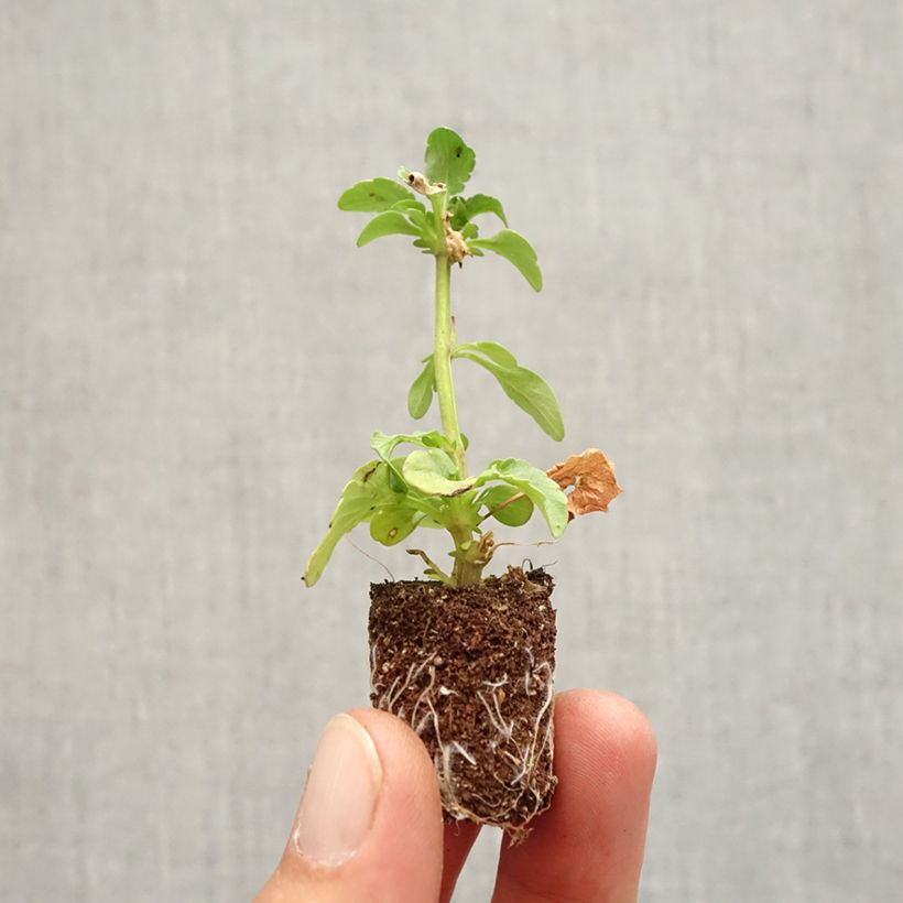 Esemplare di Viola Ruffles Dark Heart Mini zolla Ø 1,5/2,5 cm come consegnato in autunno