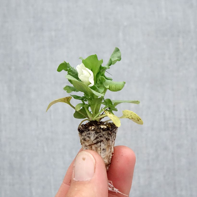 Esemplare di Viola F1 Carrera White Mini zolla: zolla da 2,2 cm x 2 cm in vassoio di coltivazione da 35 pezzi come consegnato in autunno