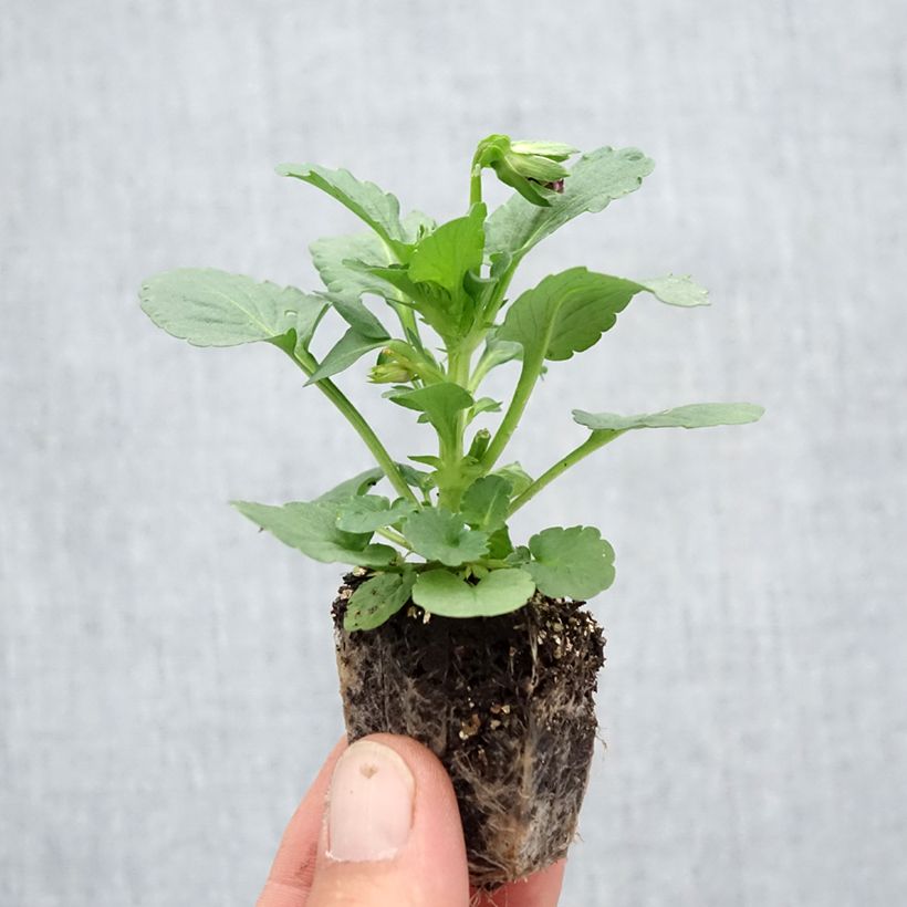 Esemplare di Viola F1 Carrera Rose Blotch Jardimotte: zolla da 3,8 cm x 3,2 cm in vassoio da 16 pezzi. come consegnato in autunno