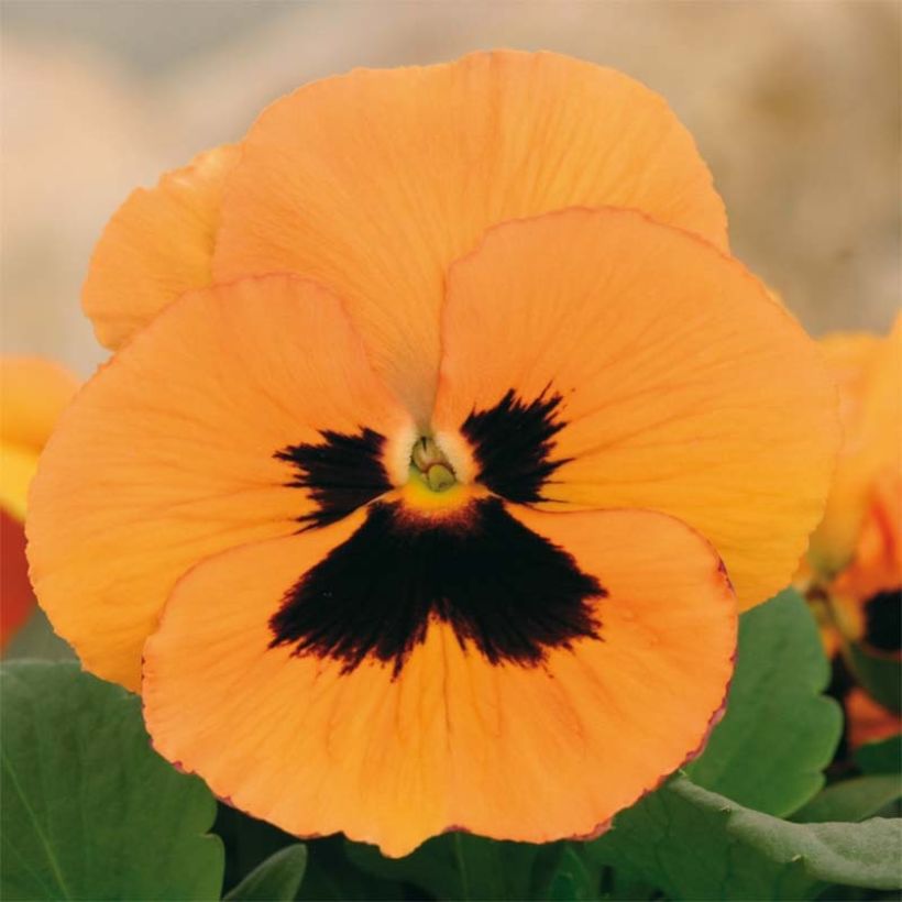 Viola Inspire F1 Orange with Blotch (Fioritura)