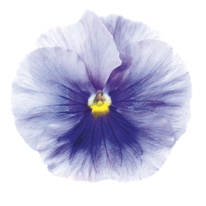 Viola Inspire Silver Blue (Flowering)