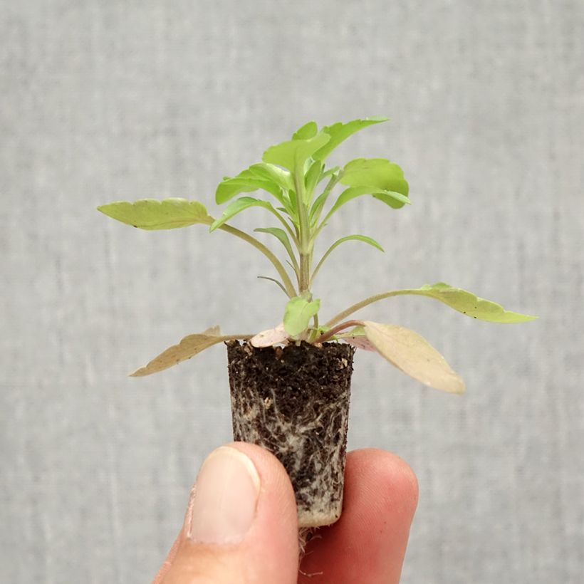 Esemplare di Viola Cool Wave Golden Yellow Mini zolla Ø 1,5/2,5 cm come consegnato in autunno