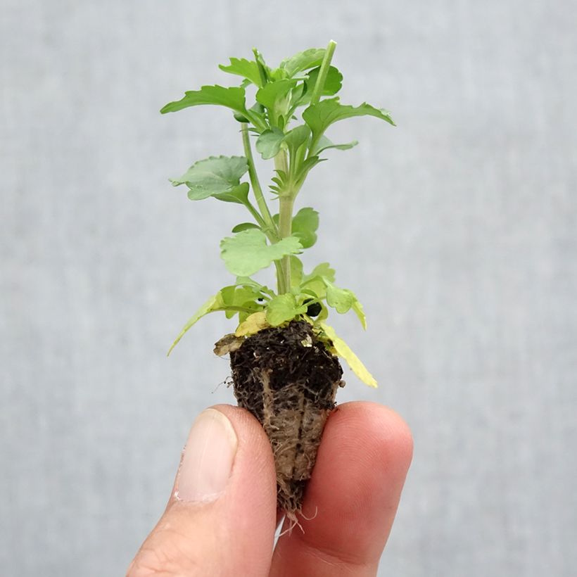 Esemplare di Viola Cool Wave Mix Mini zolla: zolla da 2,2 cm x 2 cm in vassoio di coltivazione da 35 pezzi come consegnato in autunno