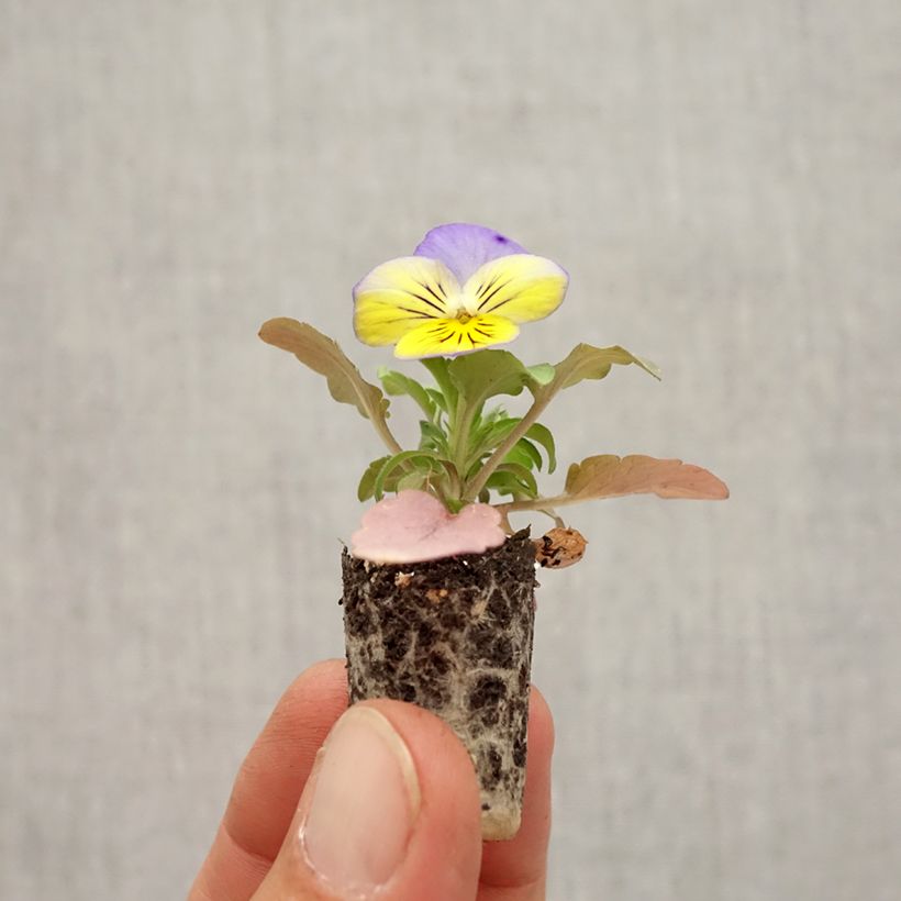 Esemplare di Viola Cool Wave Morpho Mini zolla Ø 1,5/2,5 cm come consegnato in autunno