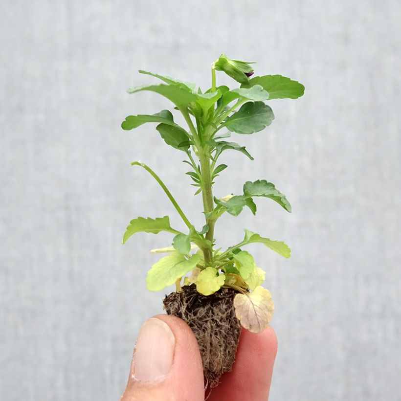 Esemplare di Viola Cool Wave Purple Wing Mini zolla: zolla da 2,2 cm x 2 cm in vassoio di coltivazione da 35 pezzi come consegnato in autunno