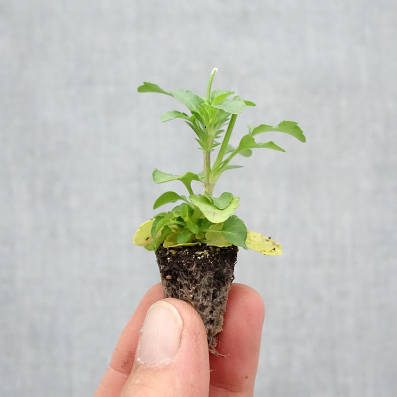 Esemplare di Viola Cool Wave Yellow Mini zolla: zolla da 2,2 cm x 2 cm in vassoio di coltivazione da 35 pezzi come consegnato in autunno