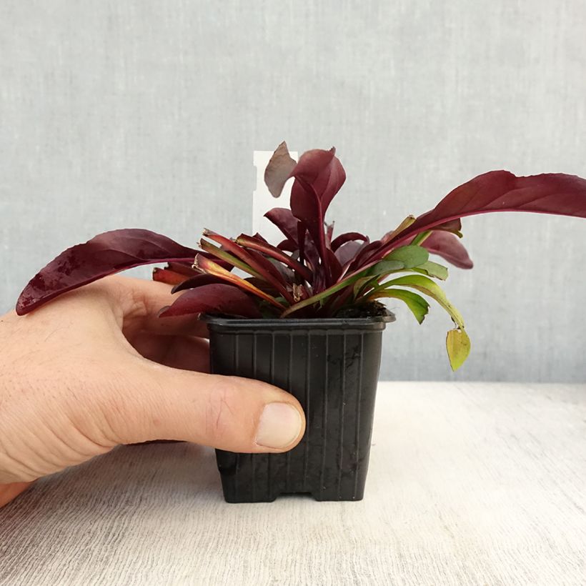Esemplare di Penstemon digitalis Dakota Burgundy Godet de 8/9 cm come consegnato in autunno