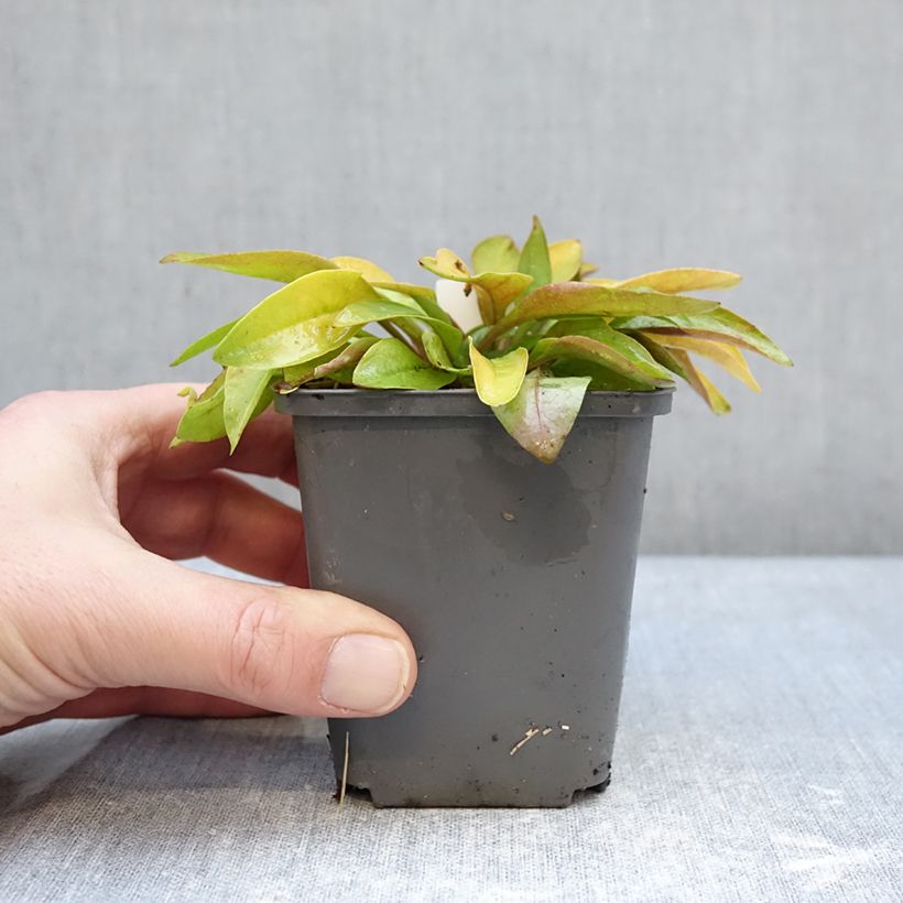 Penstemon digitalis Goldfinger Vasetto da 7/8 cm esemplare consegnato in inverno