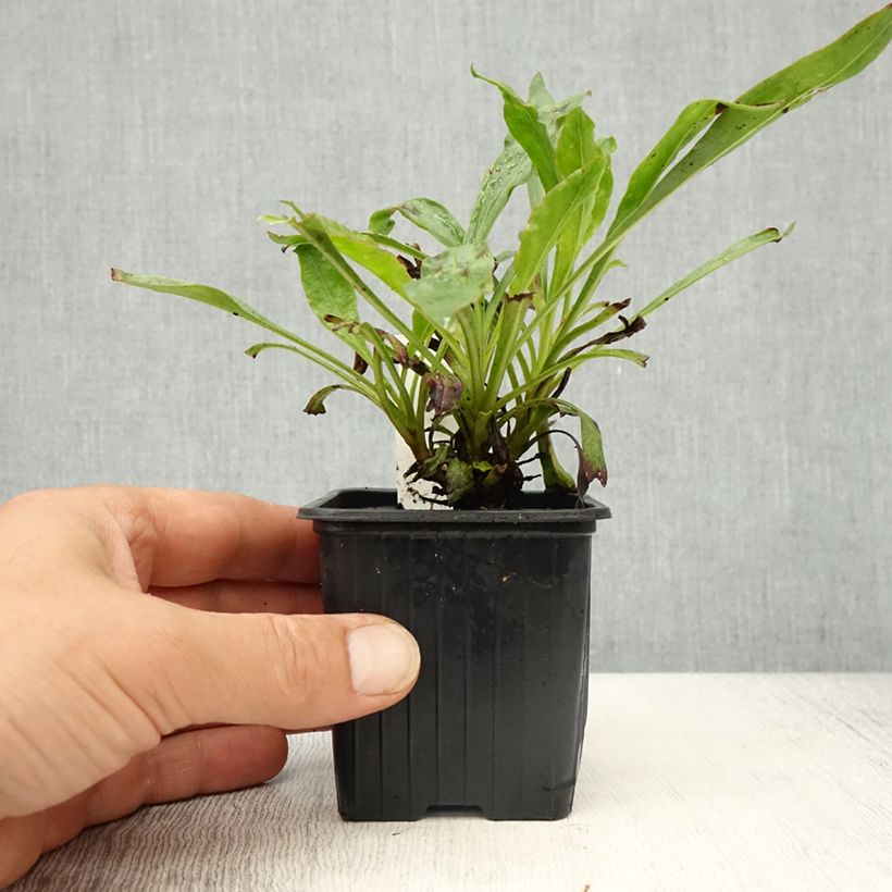 Penstemon eatonii - Penstémon d'Eaton, galane Vasetto da 8/9 cm esemplare consegnato in primavera