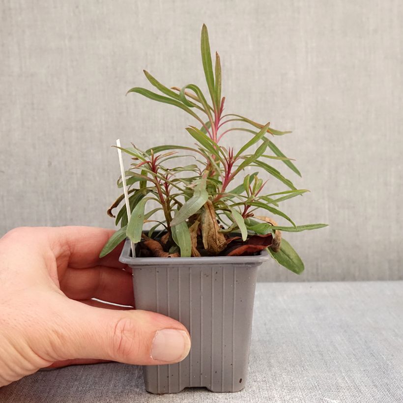 Penstemon heterophyllus Blue Spring - Galane Vasetto da 8/9 cm esemplare consegnato in inverno