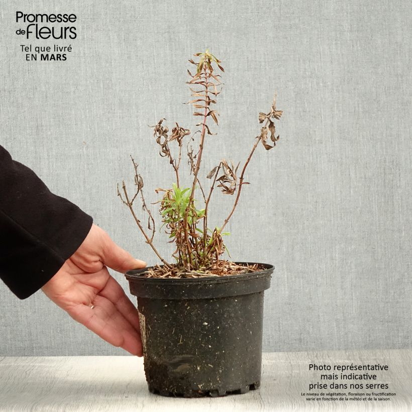 Penstemon Hewell Pink Bedder Vaso da 2L/3L esemplare consegnato in primavera