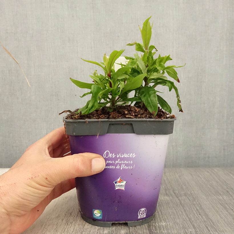 Penstemon Blackbird Vaso da 2L/3L esemplare consegnato in primavera