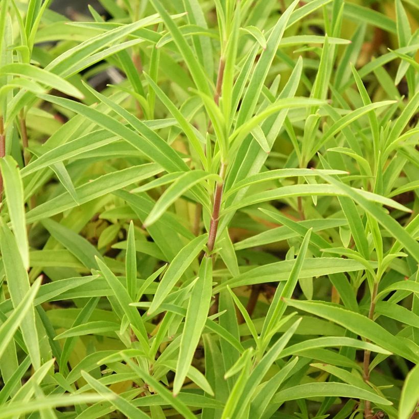 Penstemon Garnet (Fogliame)