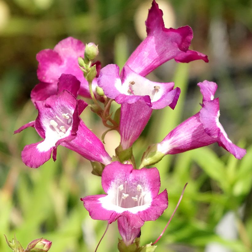 Penstemon Gloire des quatre rues (Fioritura)