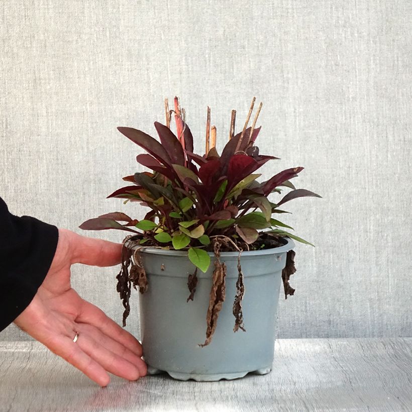 Esemplare di Penstemon digitalis Husker Red Vaso da 2L/3L come consegnato in autunno