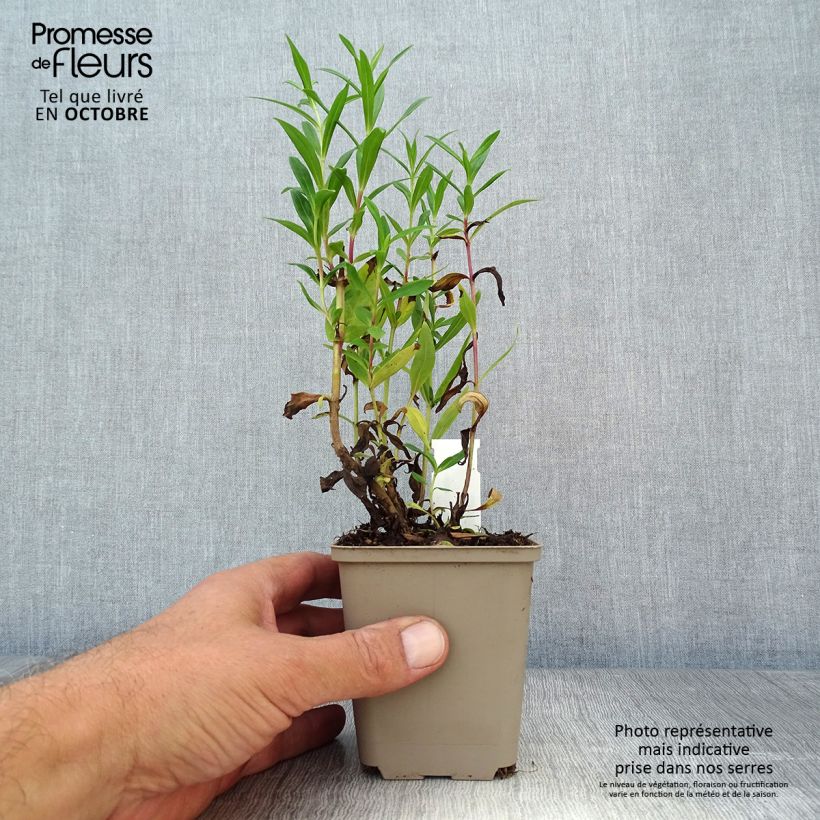 Esemplare di Penstemon Rubicundus Vasetto da 8/9 cm come consegnato in autunno