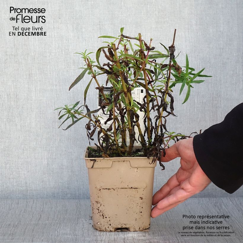 Esemplare di Penstemon hybride Sour Grapes - Galane Pot de 2L/3L come consegnato in autunno