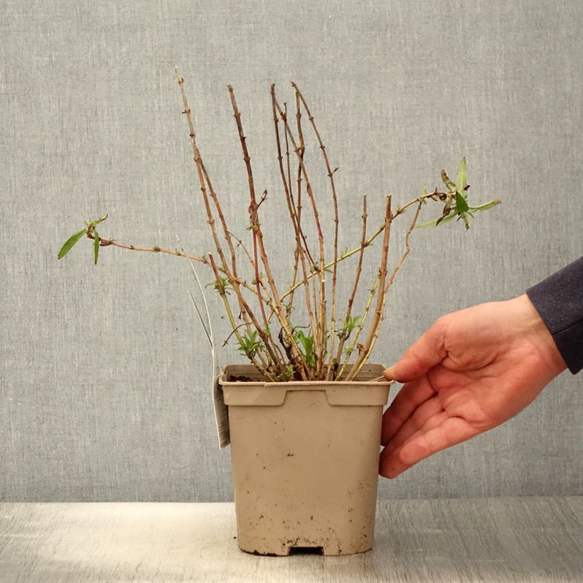 Example of Penstemon Sour Grapes Vaso da 2L/3L as you get in printemps