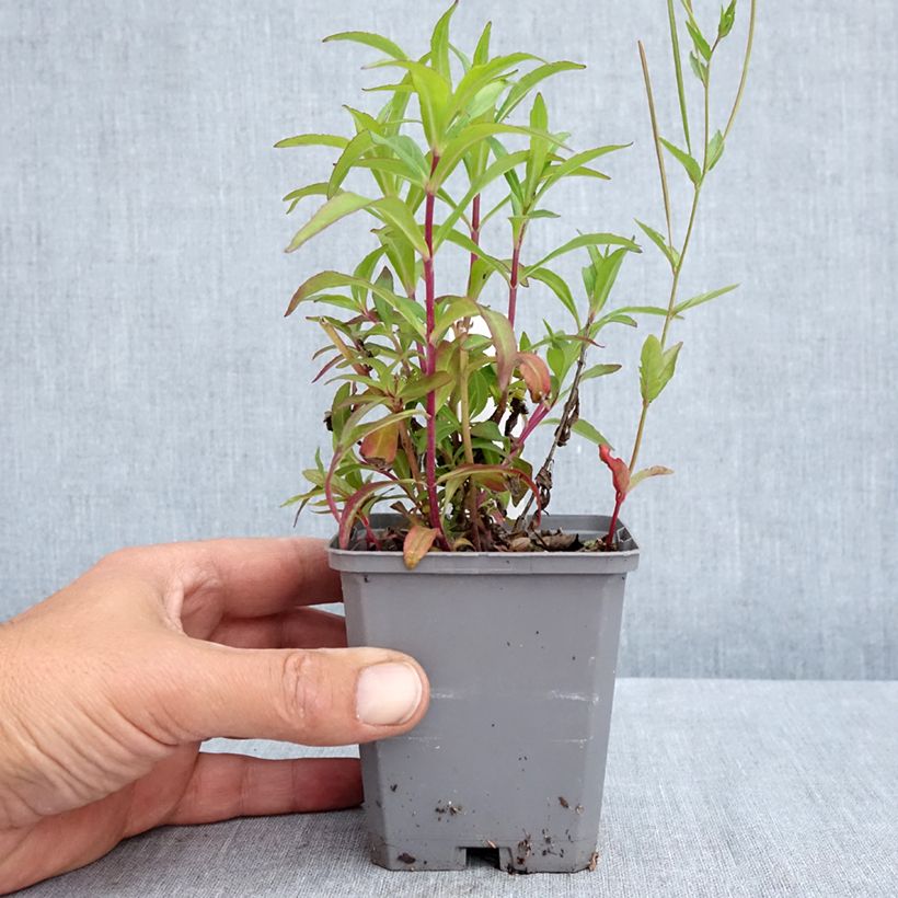 Example of Penstemon Sour Grapes Vasetto da 8/9 cm as you get in printemps