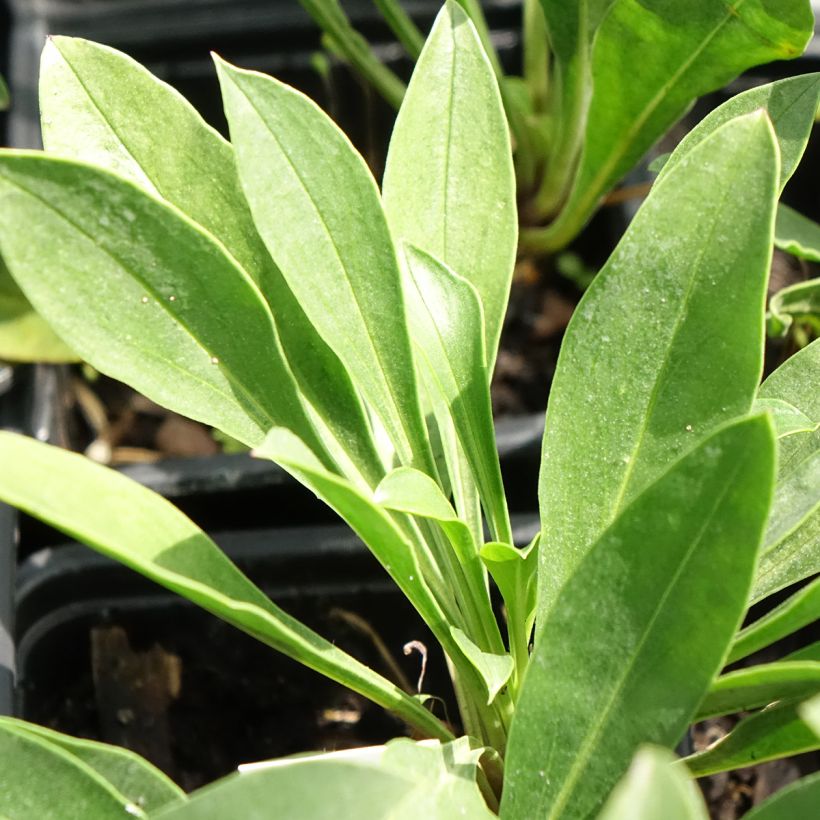 Penstemon mensarum (Foliage)