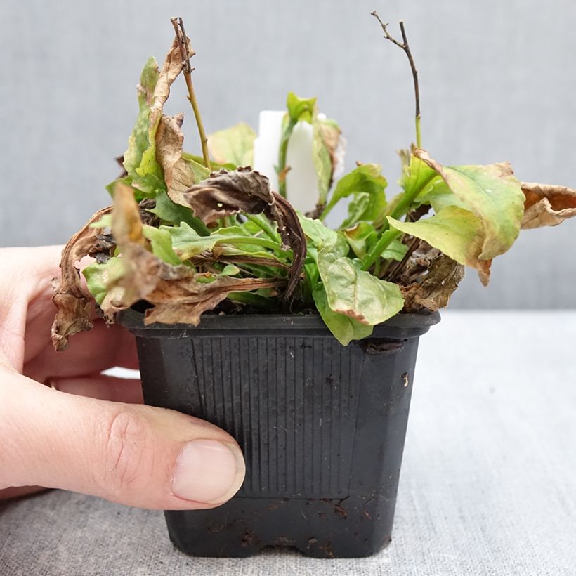 Penstemon Nova Pearl - Galane Vasetto da 8/9 cm esemplare consegnato in inverno