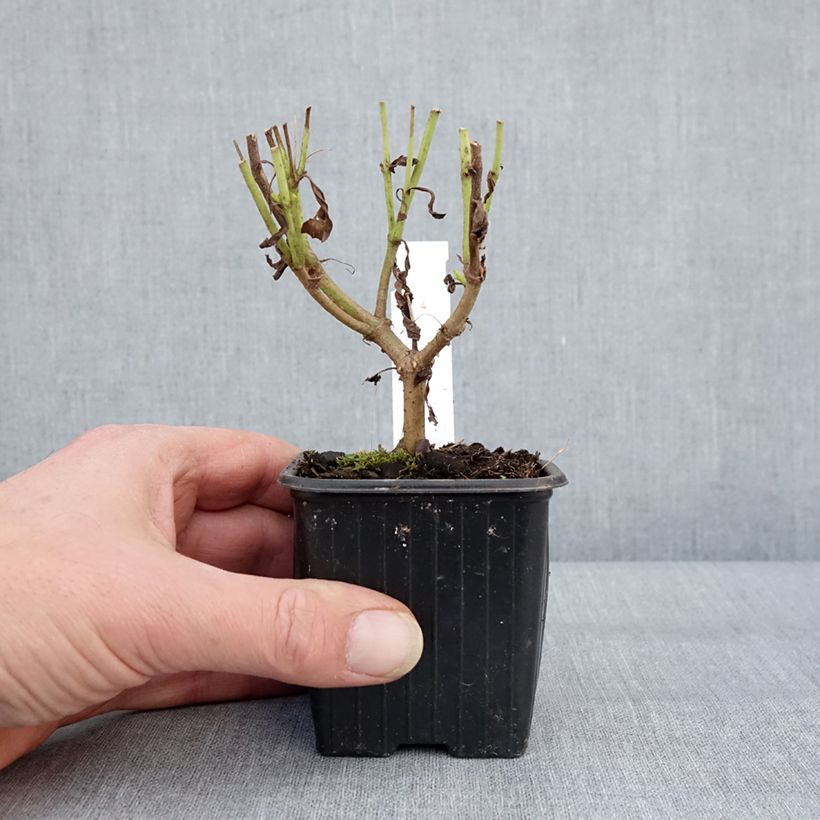 Penstemon Pensham Wedding Day - Galane Vasetto da 8/9 cm esemplare consegnato in inverno