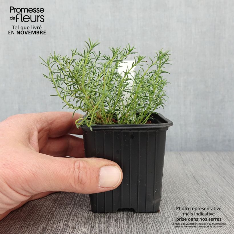 Esemplare di Penstemon pinifolius Mersea Yellow Vasetto da 8/9 cm come consegnato in autunno