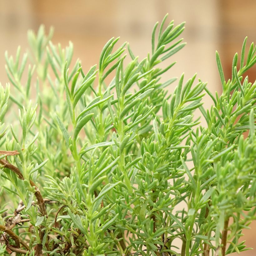 Penstemon pinifolius Mersea Yellow (Fogliame)