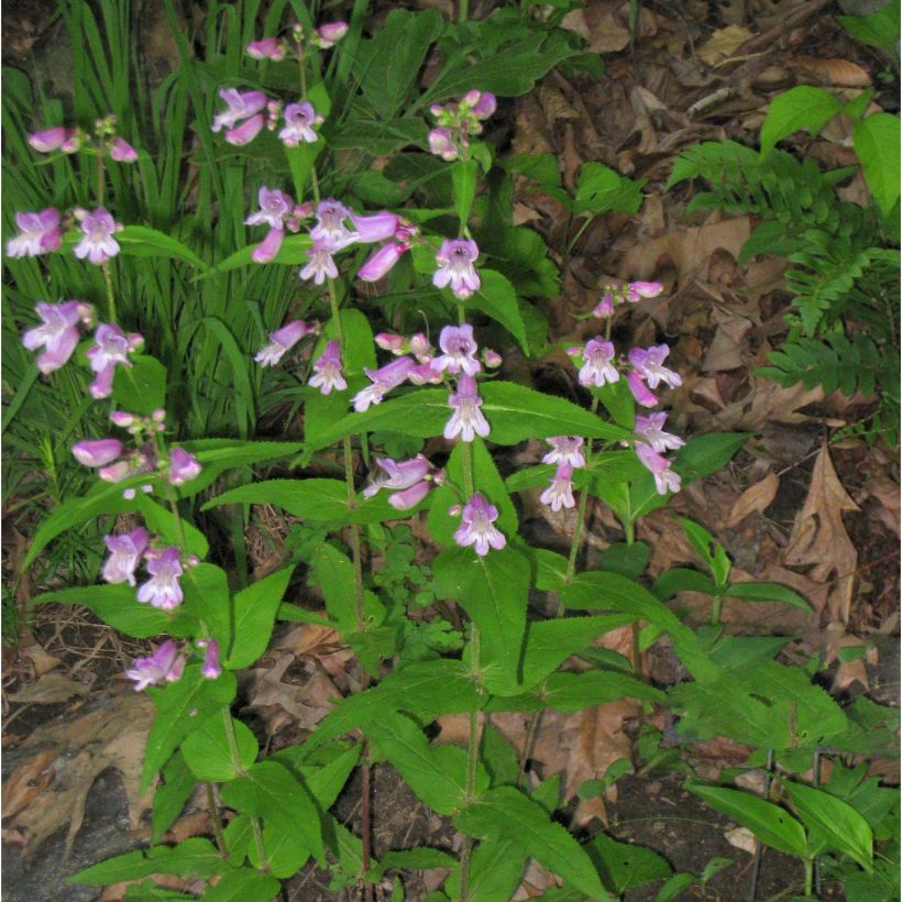 Penstemon smallii (Plant habit)