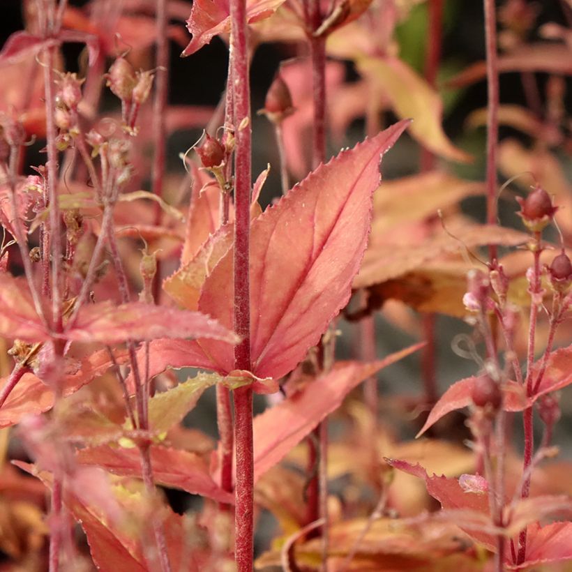 Penstemon smallii (Foliage)