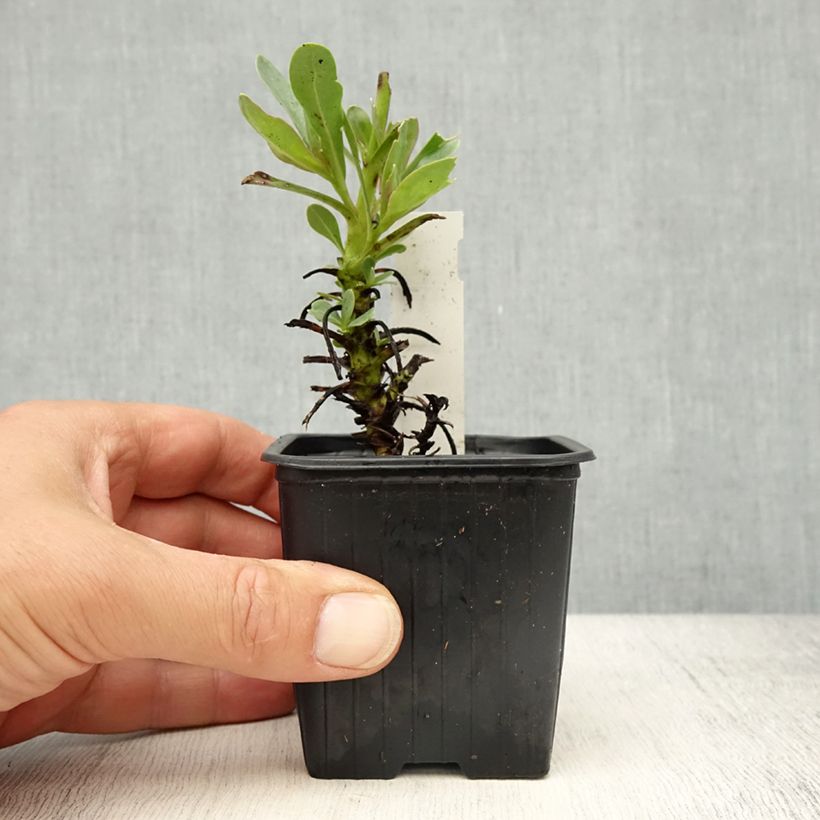 Penstemon superbus - Galane superbe Vasetto da 8/9 cm esemplare consegnato in primavera