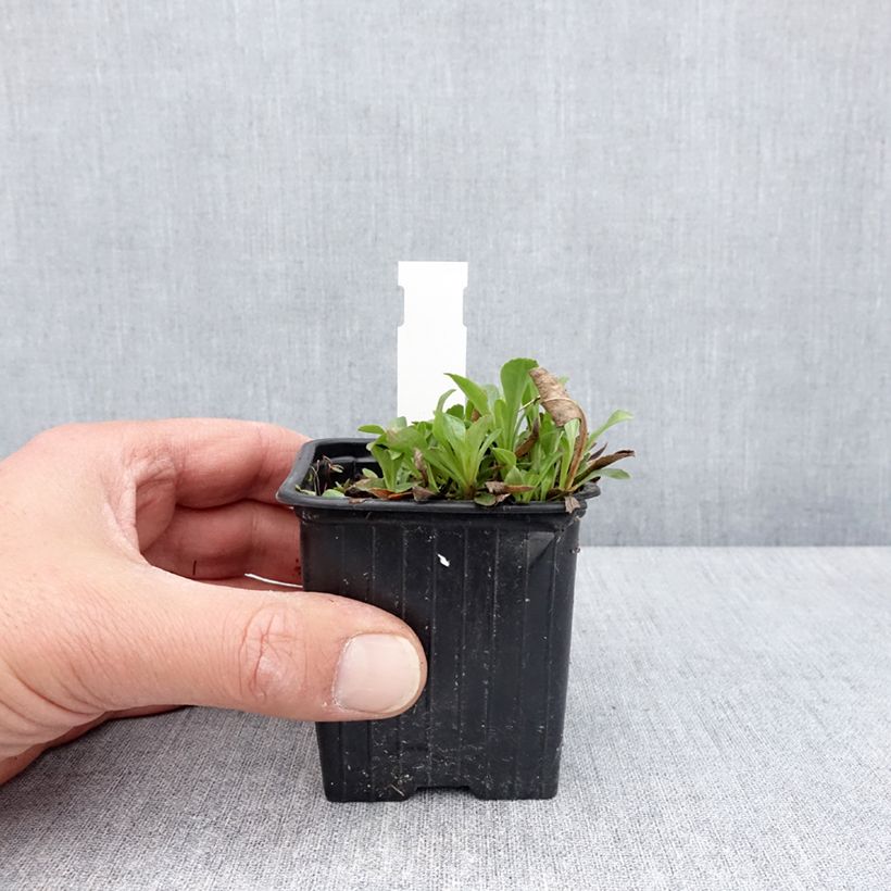 Penstemon virens - Galane Vasetto da 8/9 cm esemplare consegnato in primavera