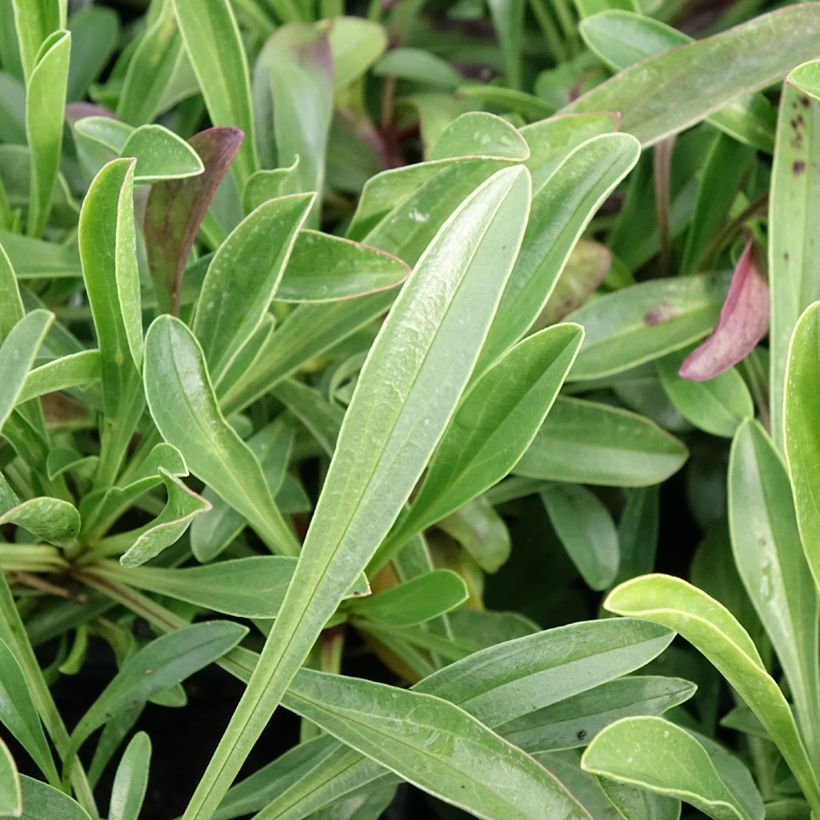 Penstemon virgatus Blue Buckle - Galane (Fogliame)