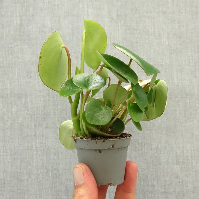 Peperomia arifolia Mini-plante esemplare consegnato in primavera