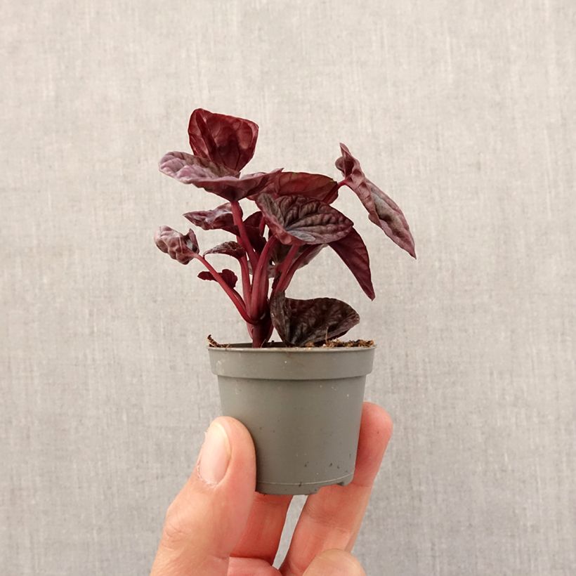 Peperomia caperata Luna mini-pianta esemplare consegnato in primavera