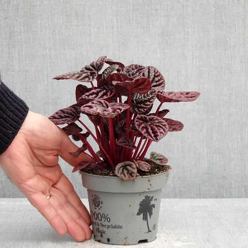 Peperomia caperata Luna Vaso da Ø 12 cm / 13 cm esemplare consegnato in primavera